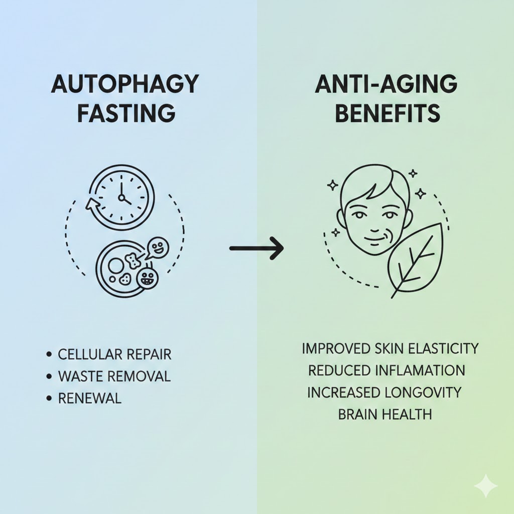 Autophagy Fasting Benefits